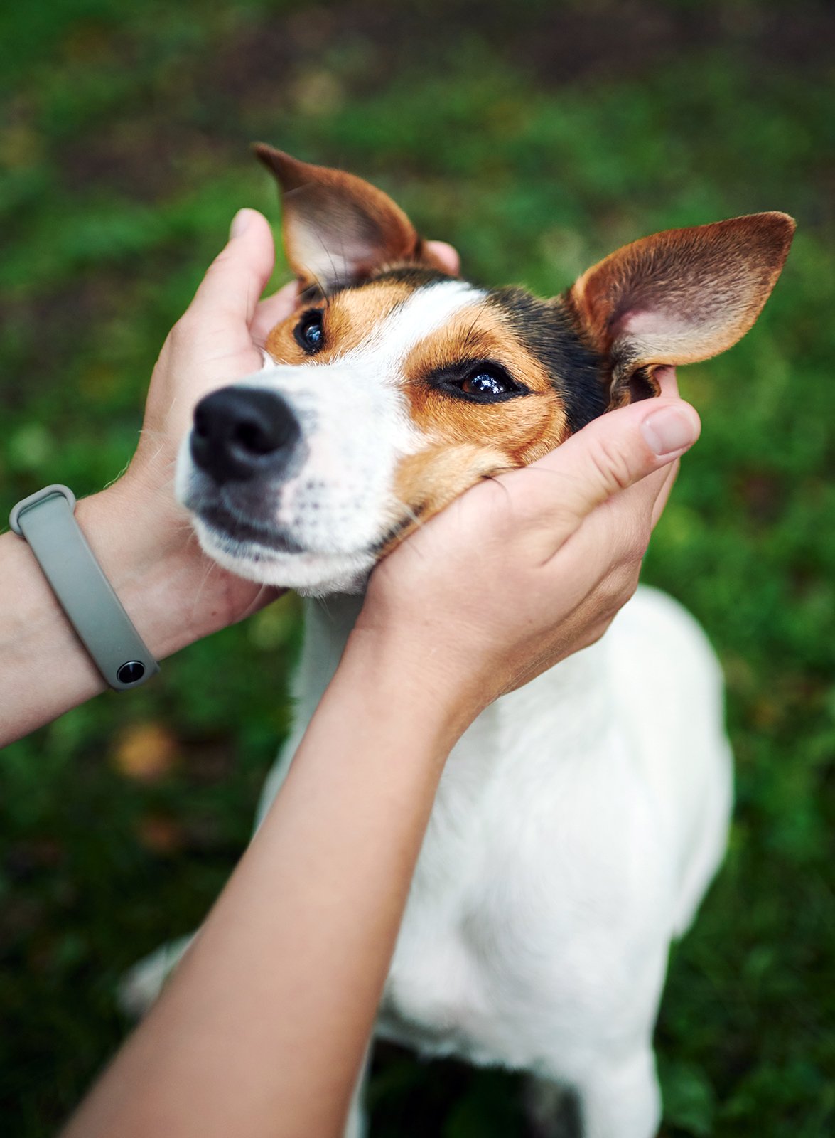 crop hands petting dog SRW7FMP.jpg