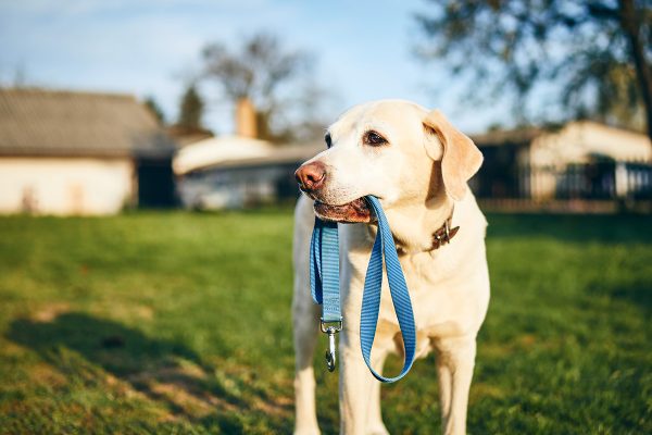 dog holding leash in mouth QCP6YHR.jpg